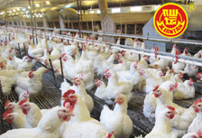 仙壇股份一季報點評：禽業(yè)鏈反轉成就高業(yè)績