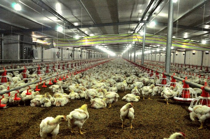 雞場(chǎng)選址、規(guī)劃、布局、設(shè)計(jì)、設(shè)備、與建設(shè)