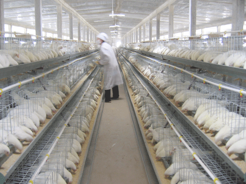 中國畜牧業(yè)協(xié)會(huì)